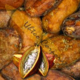 Cacao XP Raw Organic Criollo Cacao Beans Cacao XP Raw Organic Criollo Cacao Beans